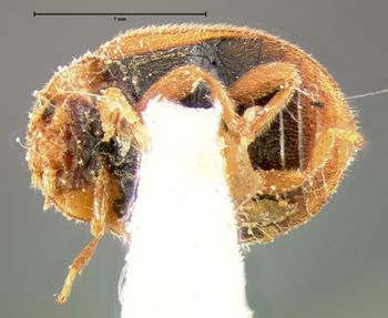 Media type: image;   Entomology 6736 Aspect: habitus ventral view